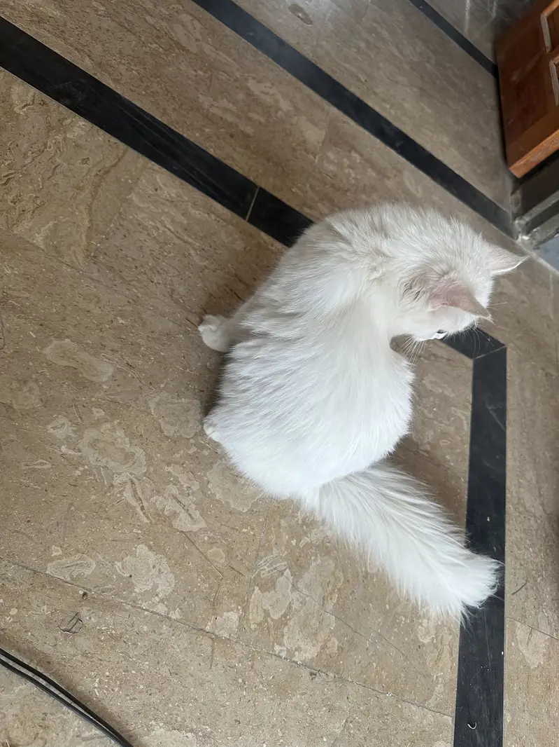 Male cat — photo 3