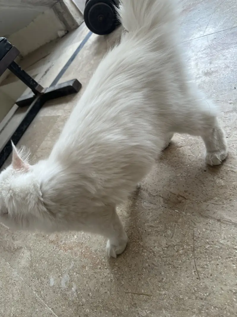 Male cat — photo 4