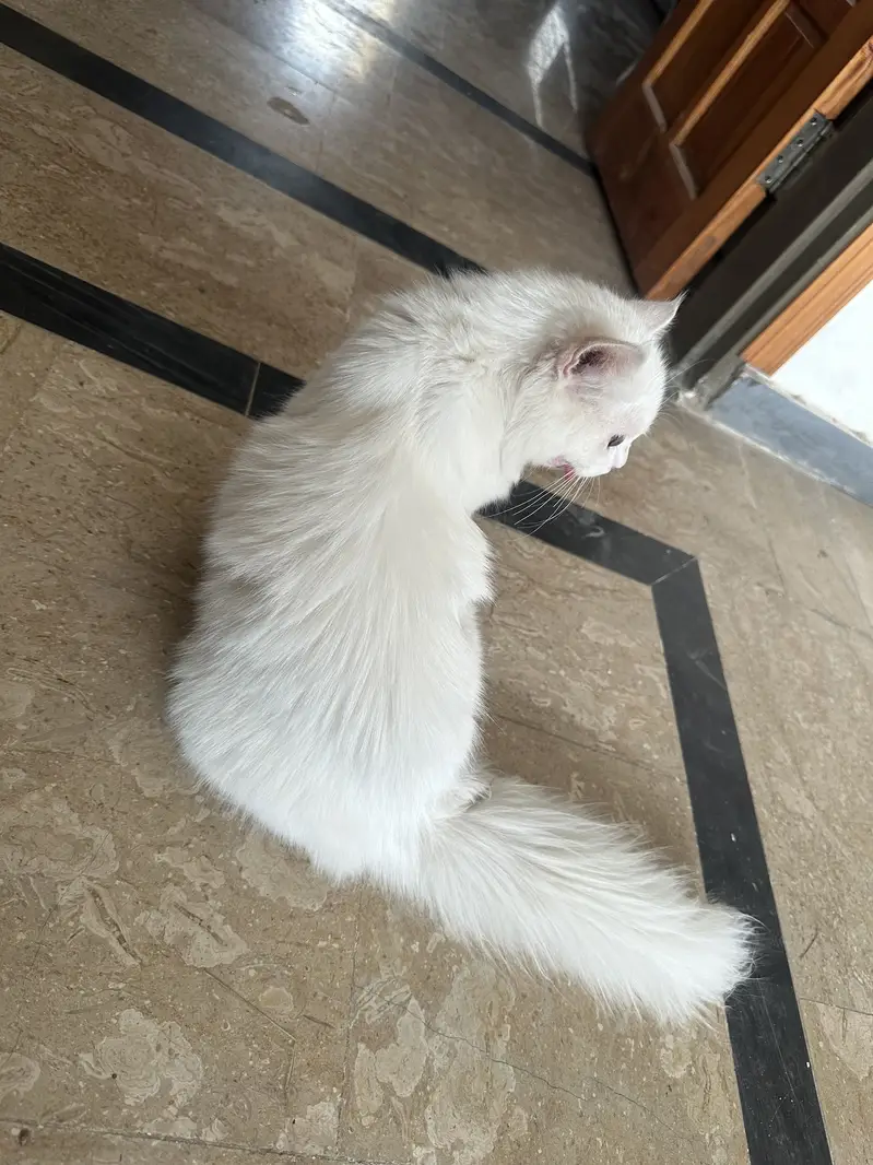 Male cat — photo 5