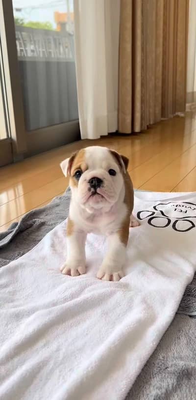 ENGLISH BULLDOG PUPPIES ARE AVAILABLE FOR IMPORT