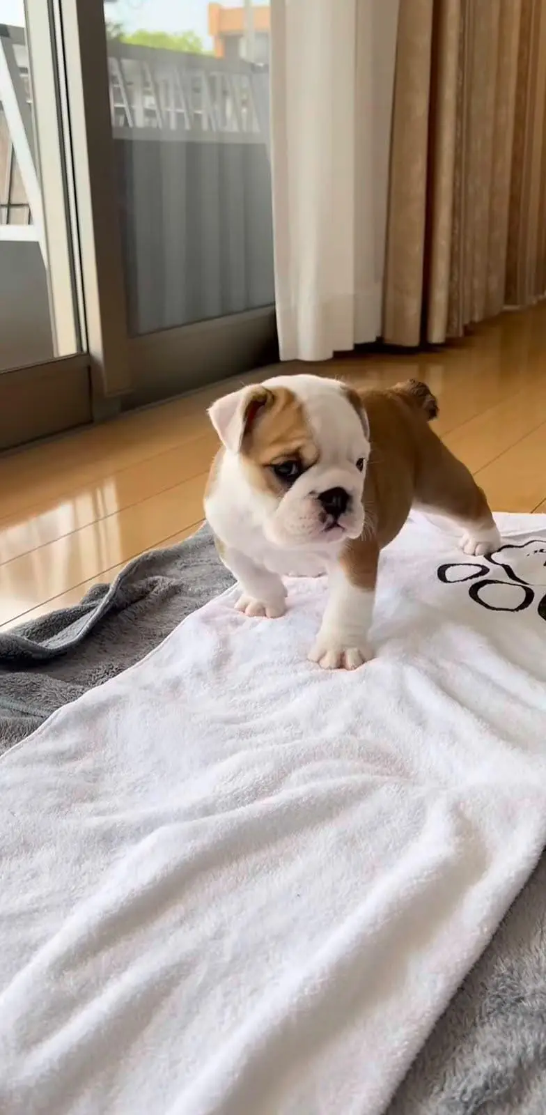 ENGLISH BULLDOG PUPPIES ARE AVAILABLE FOR IMPORT — photo 2