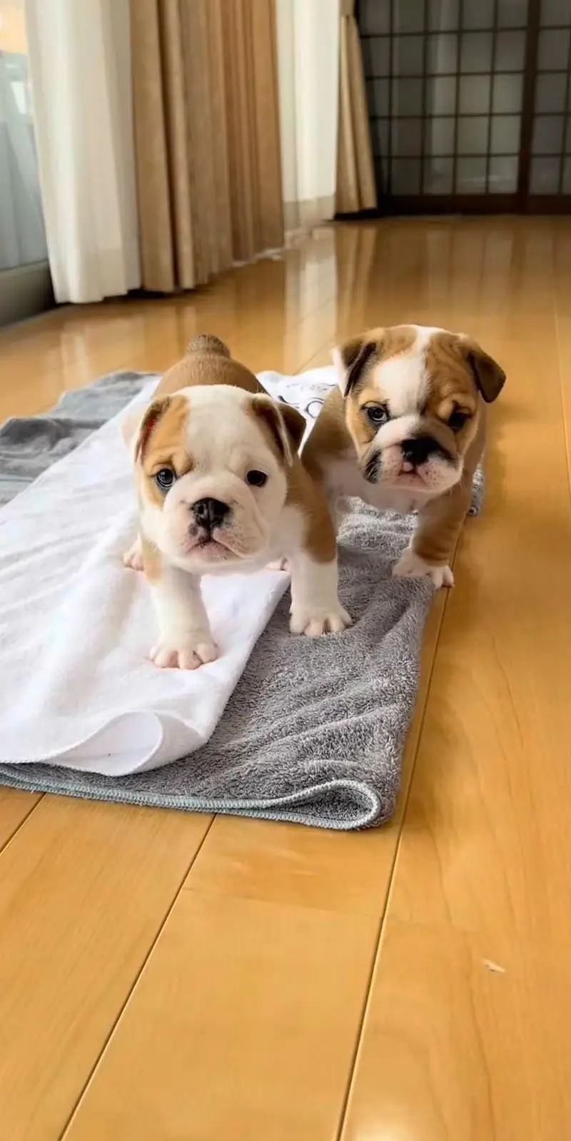 ENGLISH BULLDOG PUPPIES ARE AVAILABLE FOR IMPORT — photo 3