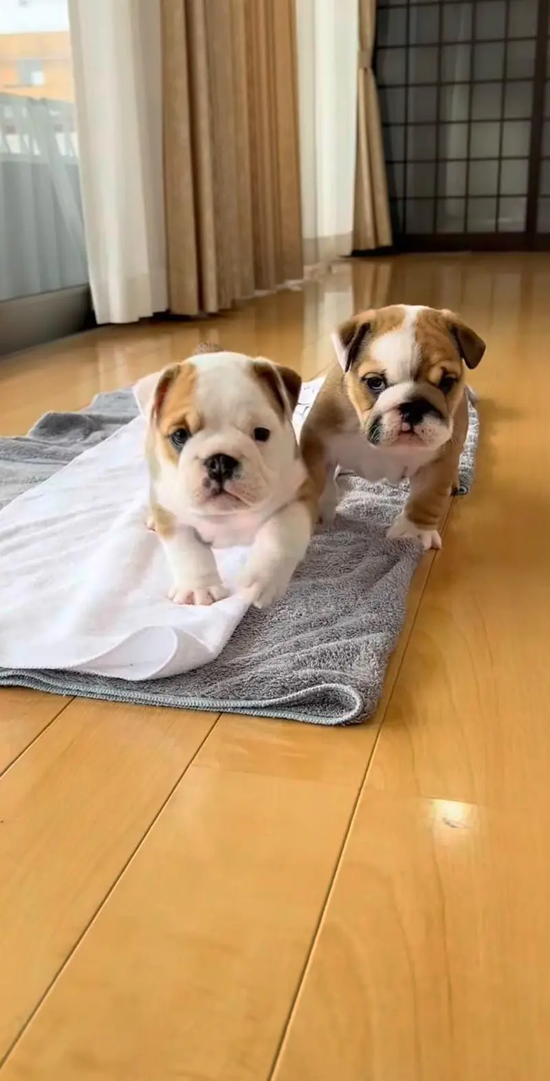 ENGLISH BULLDOG PUPPIES ARE AVAILABLE FOR IMPORT — photo 4