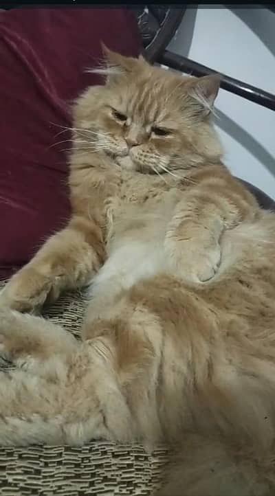 neutered male cat