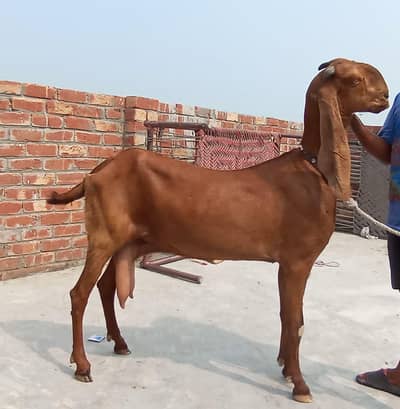 Bakri for sale