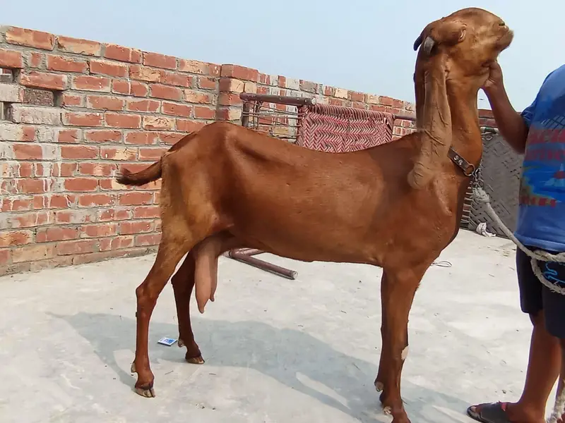 Bakri for sale — photo 2