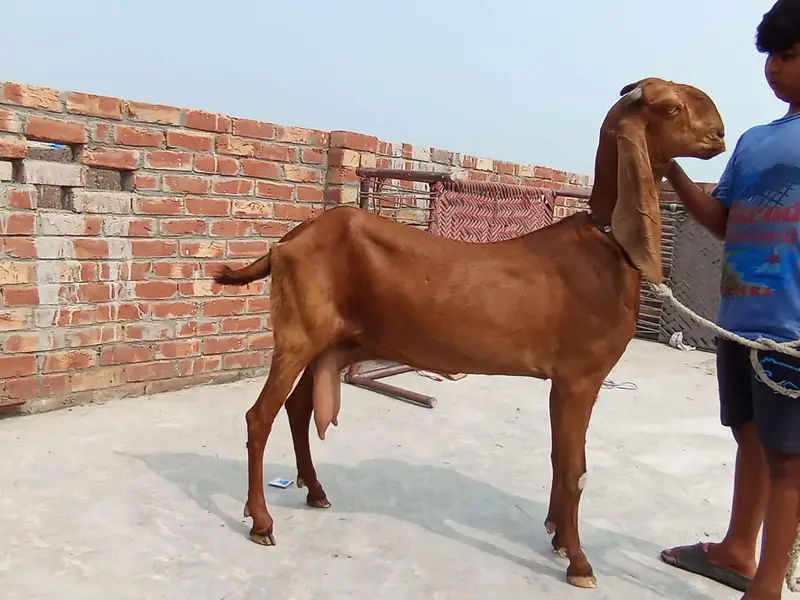 Bakri for sale — photo 3