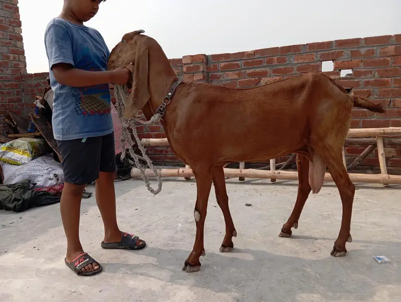 Bakri for sale — photo 4
