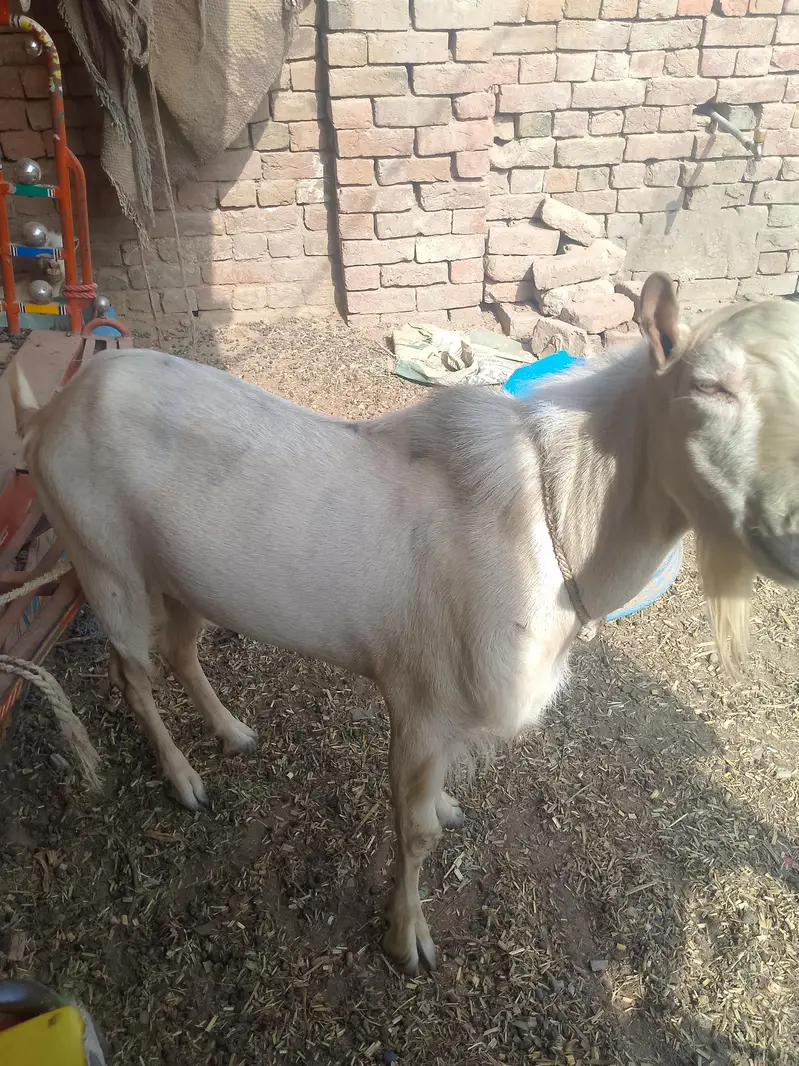 ایک بکرا بریڈر + 1 ایک ٹیڈی بکری گابھن + ایک چھوٹا بکرا — photo 2