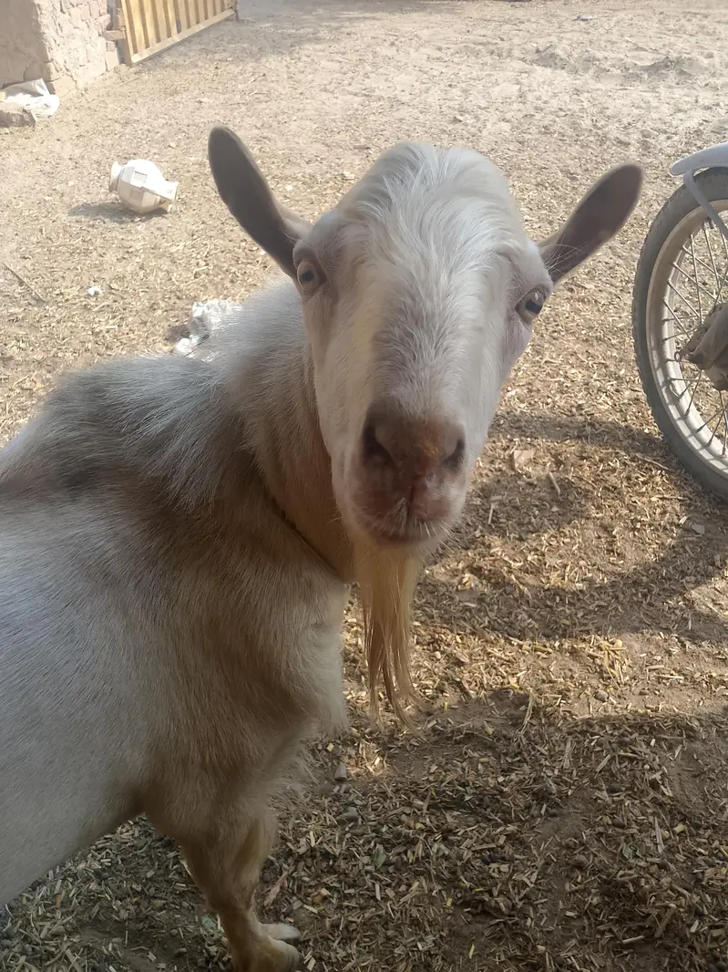 ایک بکرا بریڈر + 1 ایک ٹیڈی بکری گابھن + ایک چھوٹا بکرا — photo 3