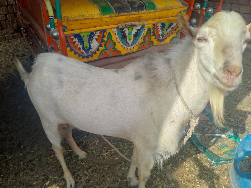 ایک بکرا بریڈر + 1 ایک ٹیڈی بکری گابھن + ایک چھوٹا بکرا 3