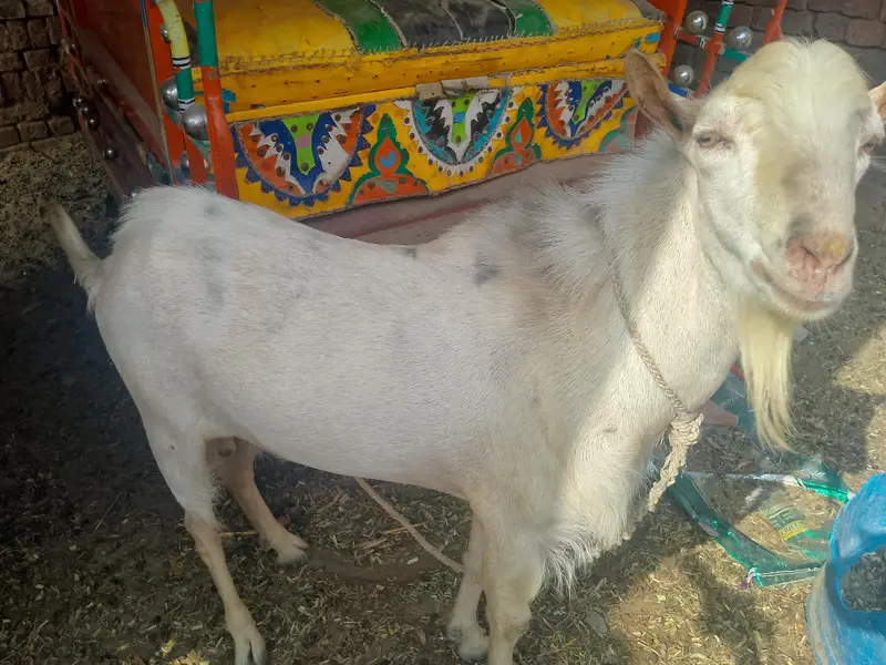ایک بکرا بریڈر + 1 ایک ٹیڈی بکری گابھن + ایک چھوٹا بکرا — photo 4