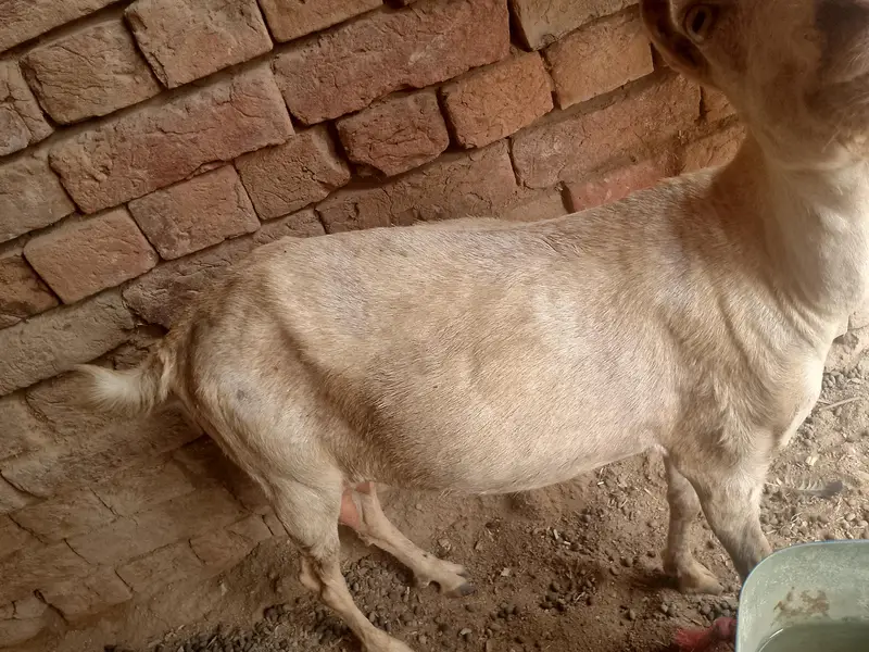ایک بکرا بریڈر + 1 ایک ٹیڈی بکری گابھن + ایک چھوٹا بکرا — photo 5