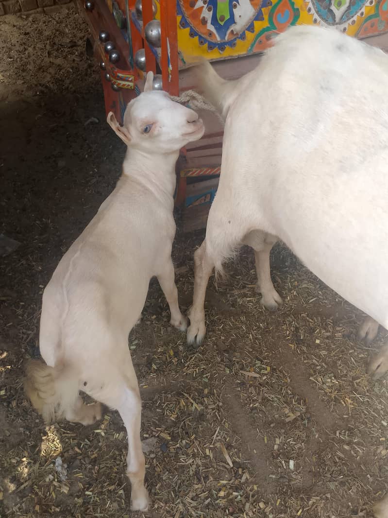 ایک بکرا بریڈر + 1 ایک ٹیڈی بکری گابھن + ایک چھوٹا بکرا 5