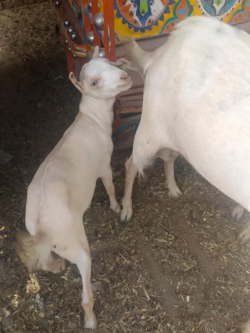 ایک بکرا بریڈر + 1 ایک ٹیڈی بکری گابھن + ایک چھوٹا بکرا — photo 6