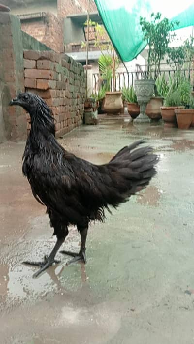 ayam camani