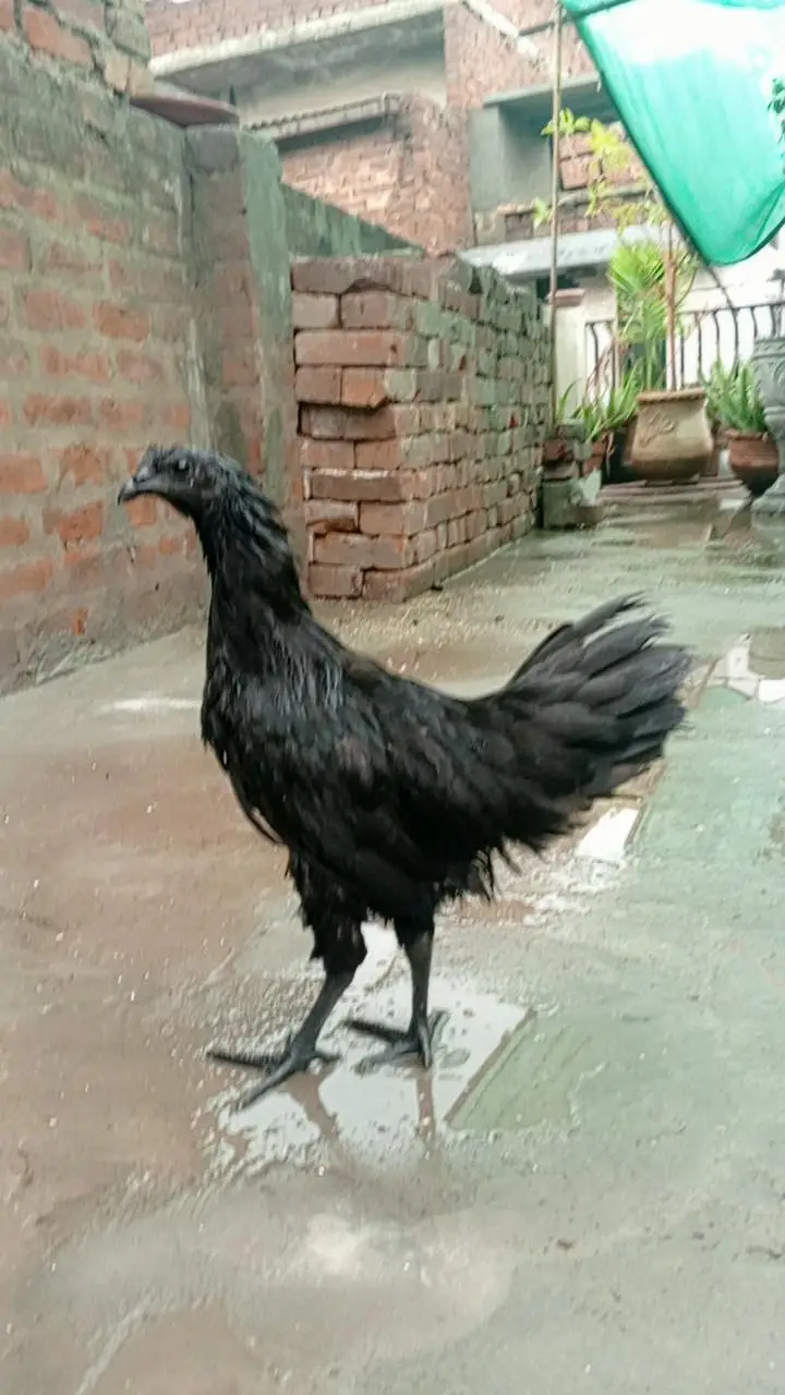 ayam camani — photo 2
