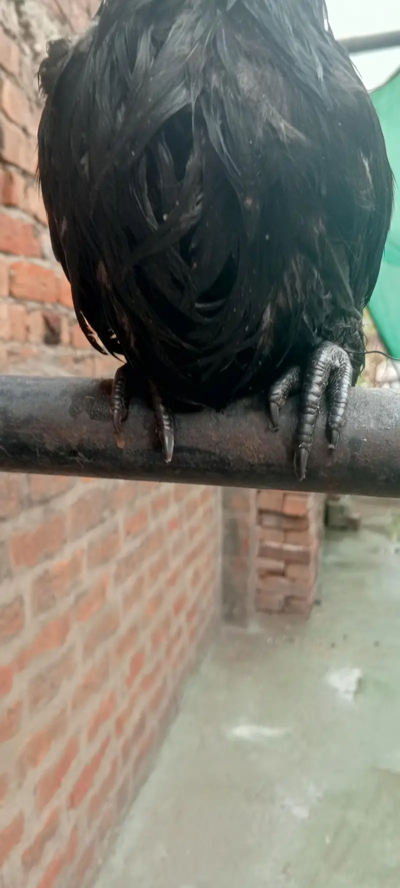 ayam camani — photo 3