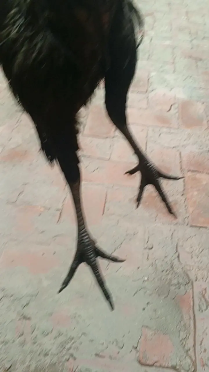 ayam camani — photo 4