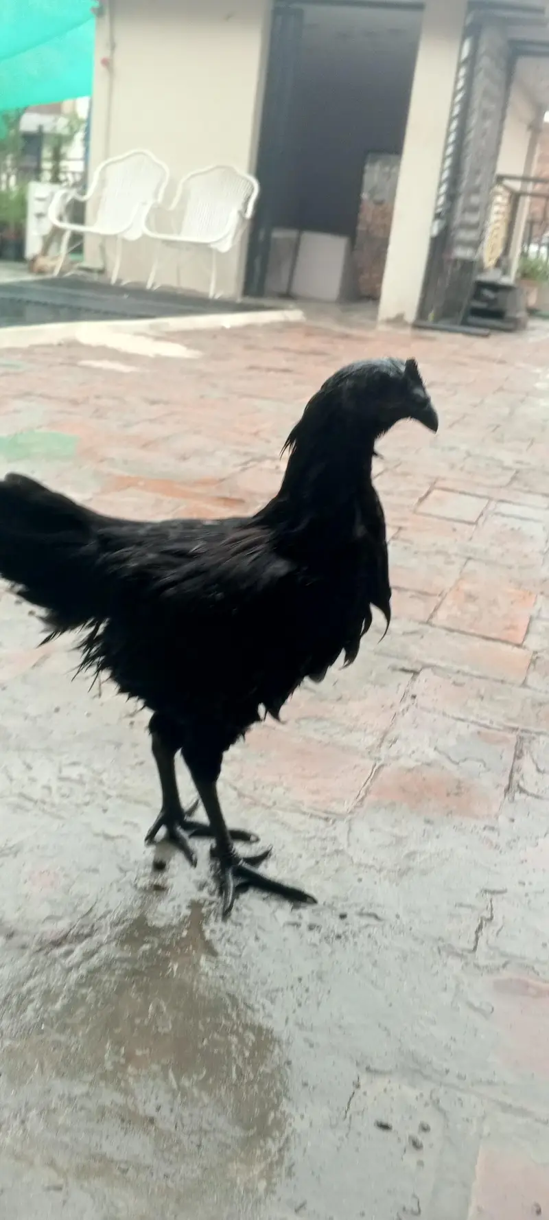 ayam camani — photo 5