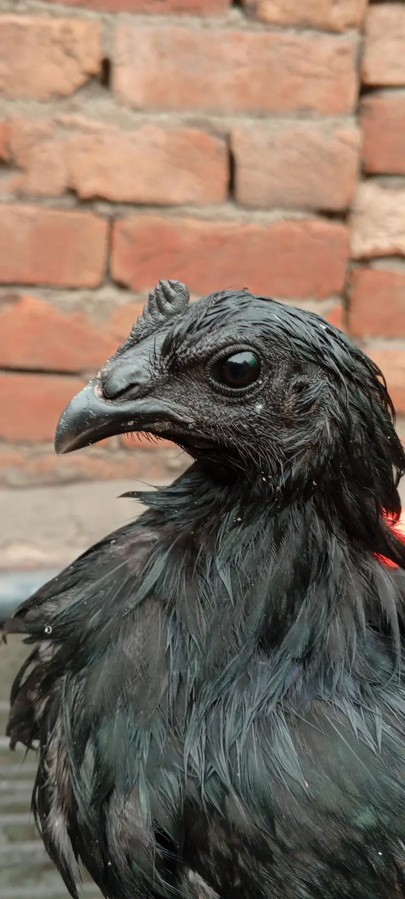 ayam camani — photo 6