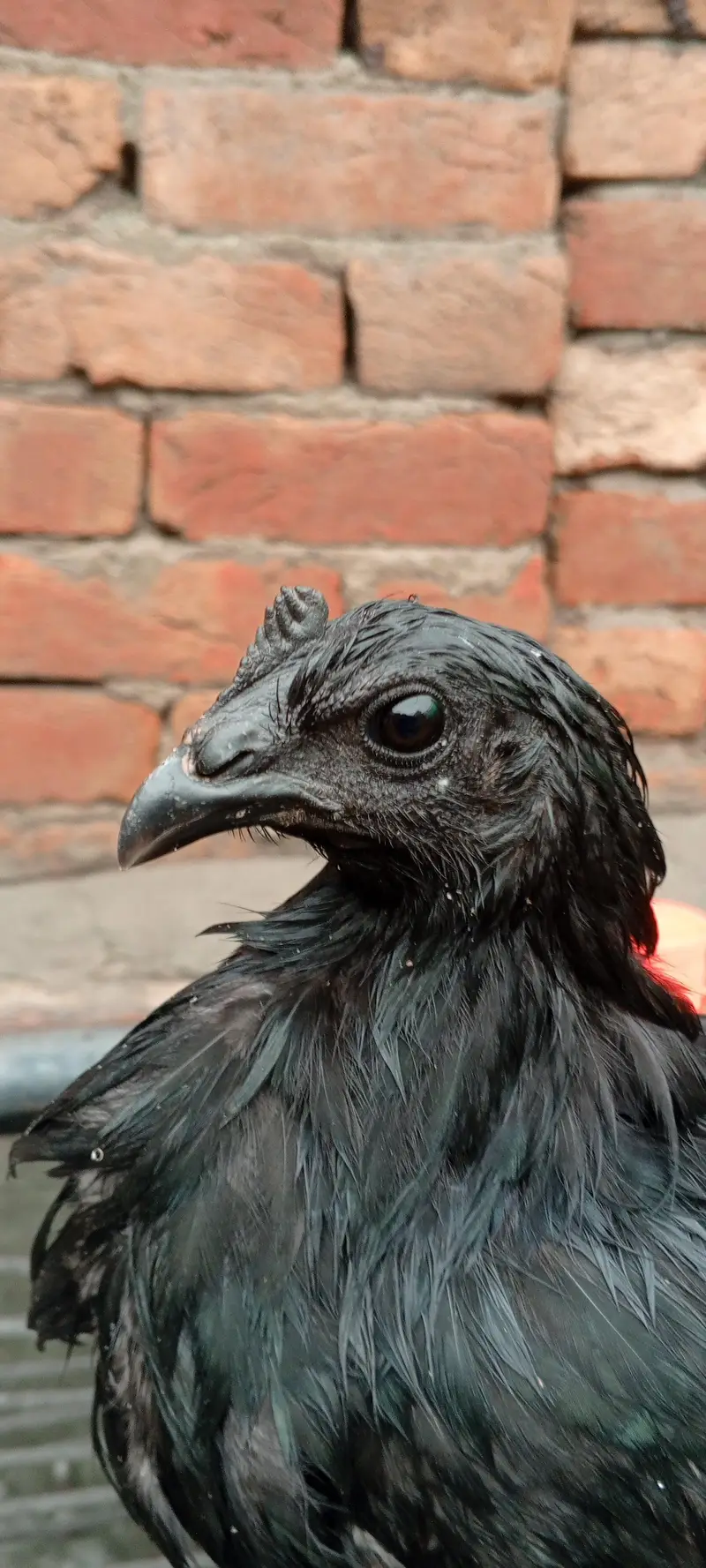 ayam camani — photo 7