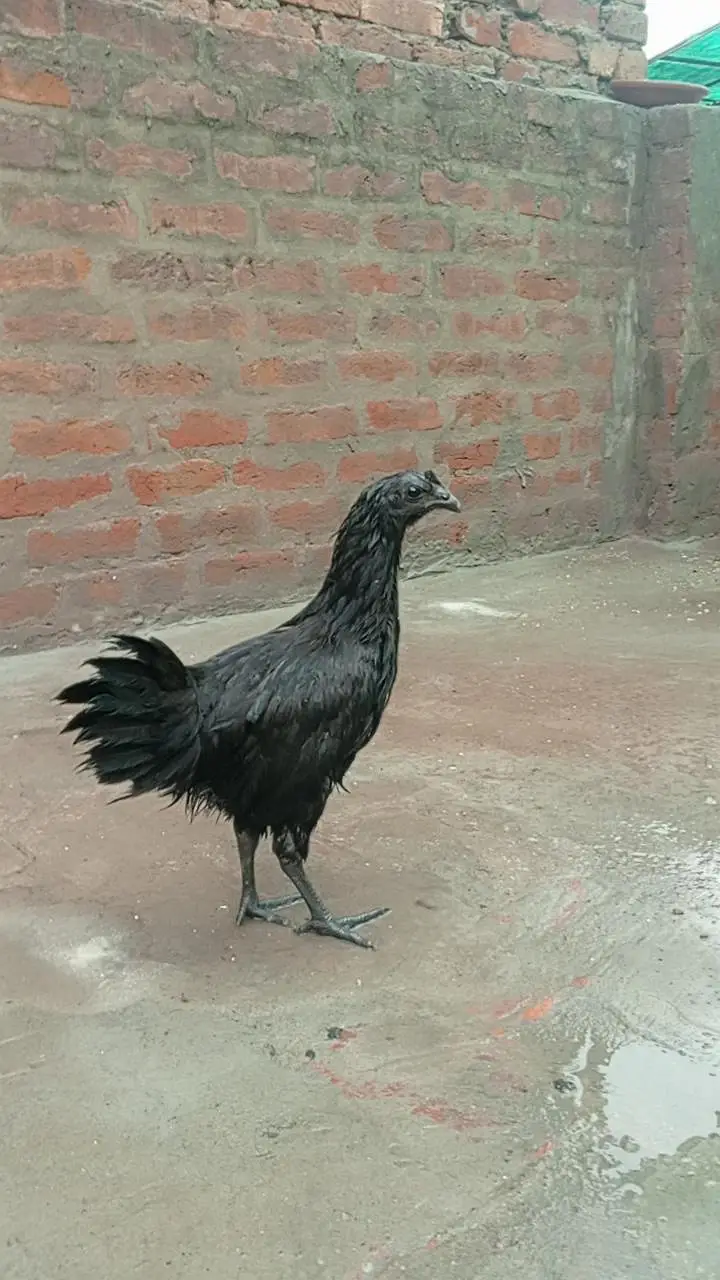 ayam camani — photo 8
