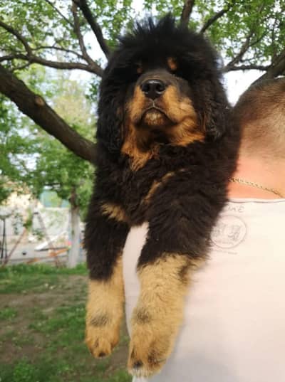 TOP QUALITY TIBETAN MASTIFF PUPPIES ARE AVAILABLE FOR IMPORT