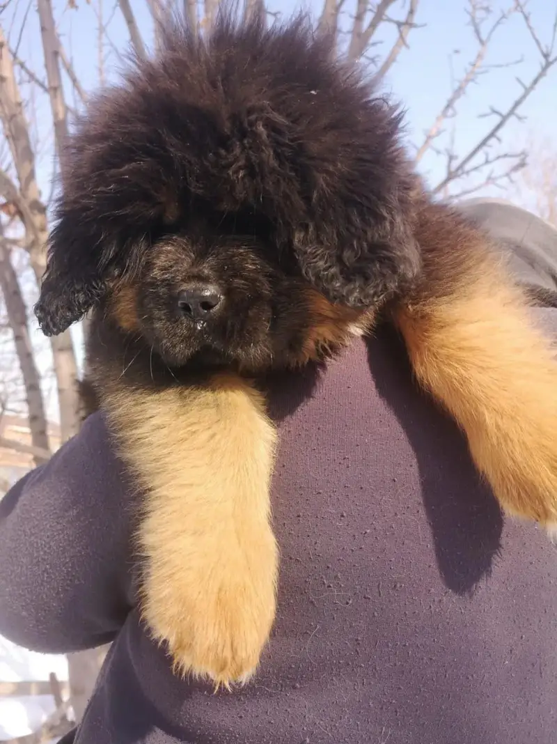 TOP QUALITY TIBETAN MASTIFF PUPPIES ARE AVAILABLE FOR IMPORT — photo 2