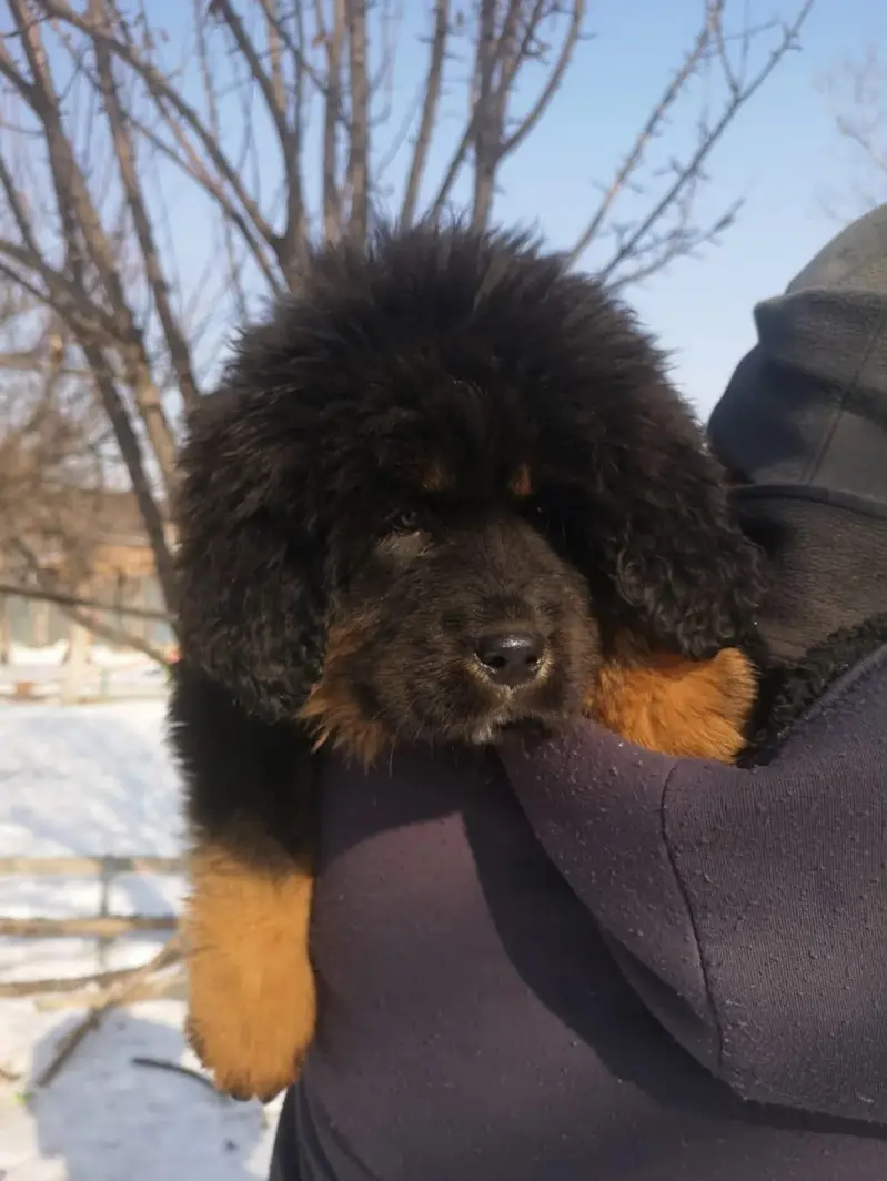 TOP QUALITY TIBETAN MASTIFF PUPPIES ARE AVAILABLE FOR IMPORT — photo 3