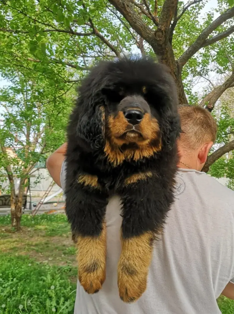 TOP QUALITY TIBETAN MASTIFF PUPPIES ARE AVAILABLE FOR IMPORT — photo 4