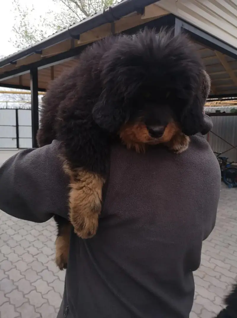 TOP QUALITY TIBETAN MASTIFF PUPPIES ARE AVAILABLE FOR IMPORT — photo 5