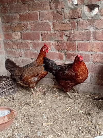 Golden misri beautiful female urgent sale Egg laying