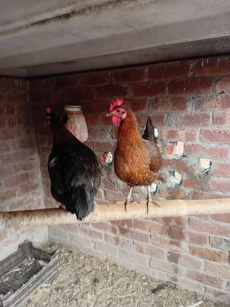 Golden misri beautiful female urgent sale Egg laying — photo 2