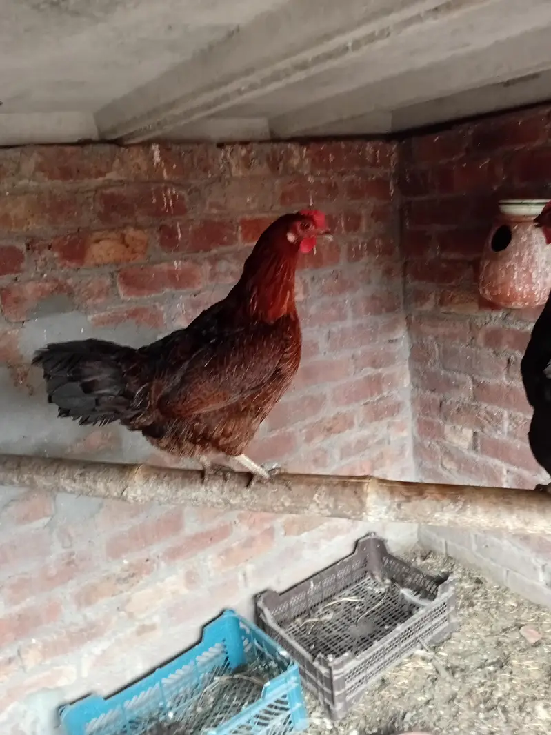Golden misri beautiful female urgent sale Egg laying — photo 3