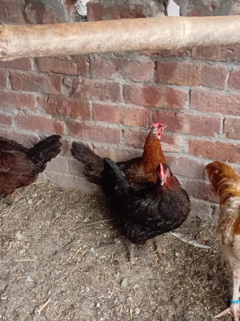 Golden misri beautiful female urgent sale Egg laying — photo 4