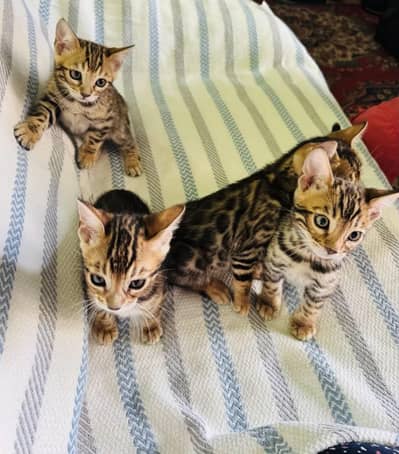 IMPORTED BENGAL CATS ARE AVAILABLE FOR BOOKING