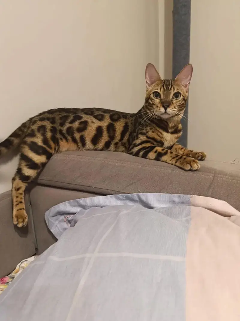 IMPORTED BENGAL CATS ARE AVAILABLE FOR BOOKING — photo 2