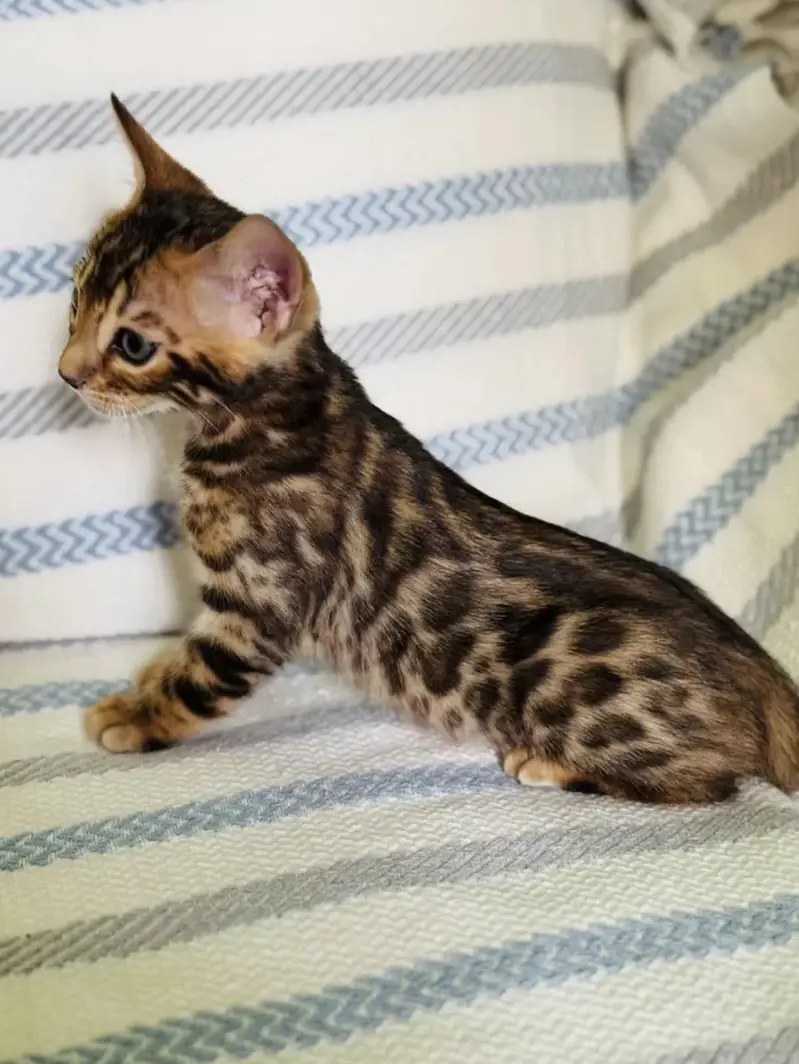IMPORTED BENGAL CATS ARE AVAILABLE FOR BOOKING — photo 3