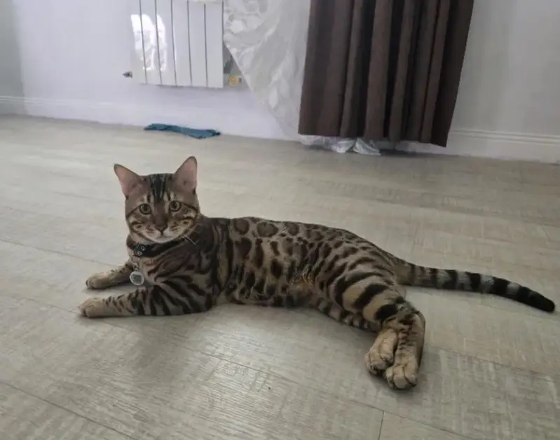 IMPORTED BENGAL CATS ARE AVAILABLE FOR BOOKING — photo 4