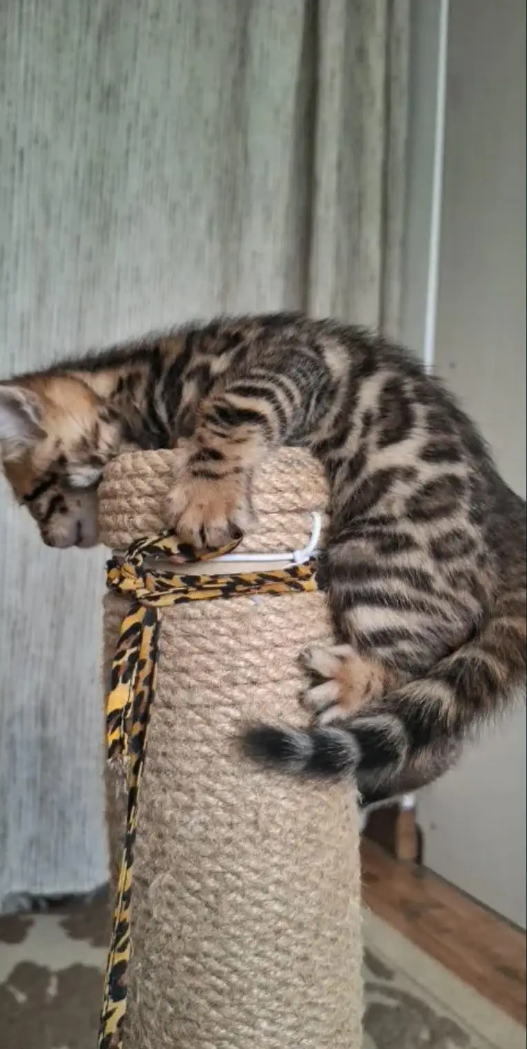 IMPORTED BENGAL CATS ARE AVAILABLE FOR BOOKING — photo 5