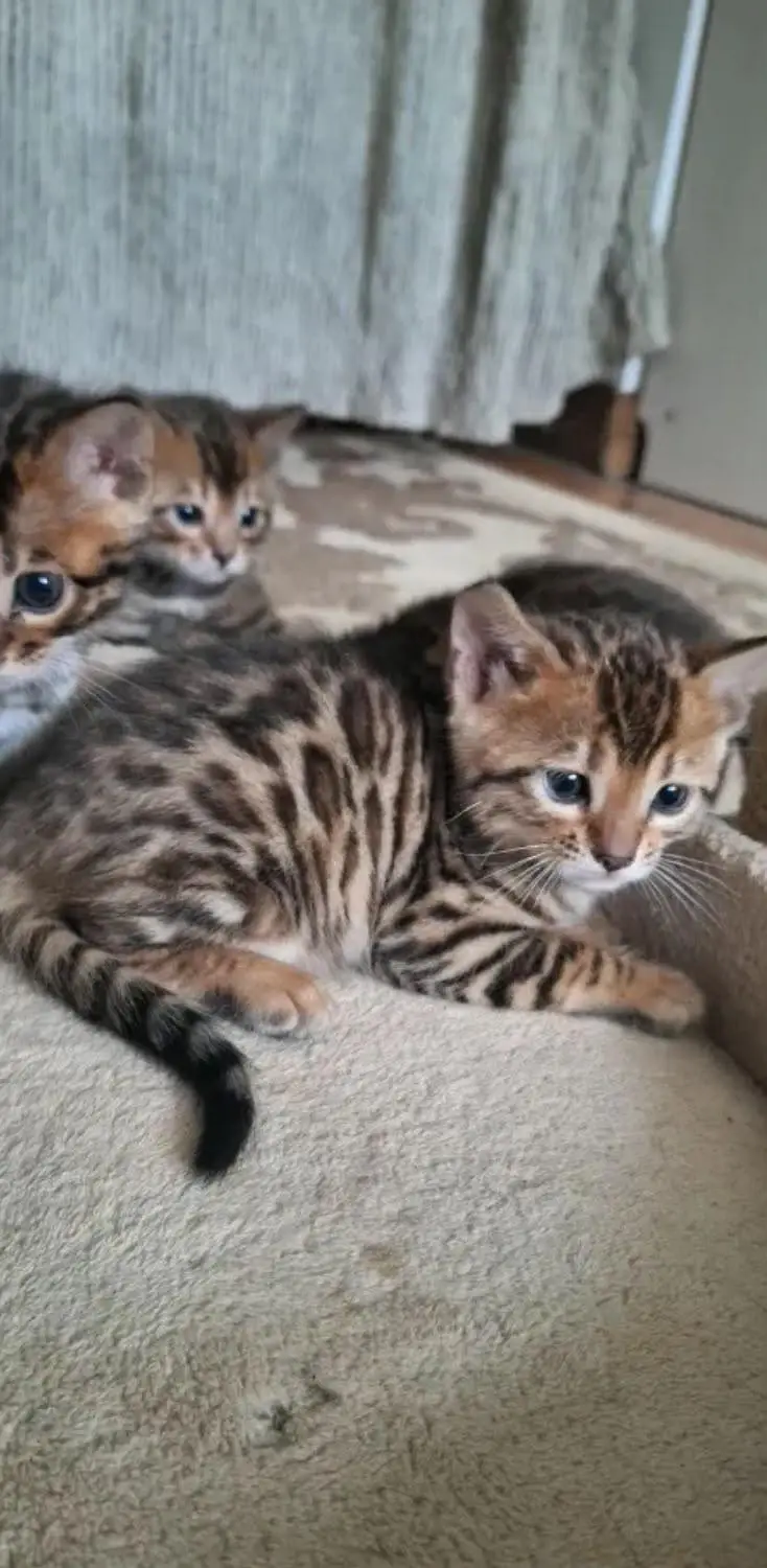 IMPORTED BENGAL CATS ARE AVAILABLE FOR BOOKING — photo 6