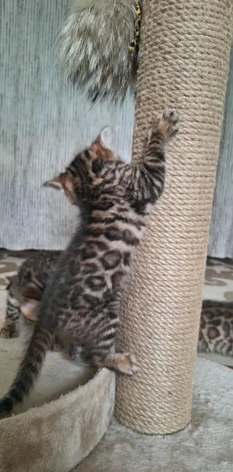 IMPORTED BENGAL CATS ARE AVAILABLE FOR BOOKING — photo 7