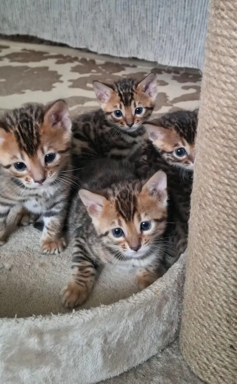 IMPORTED BENGAL CATS ARE AVAILABLE FOR BOOKING — photo 8