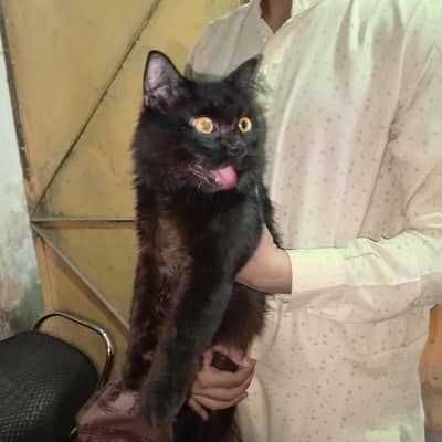 Black person triple coated Healthy cats ( Pair ) male and female