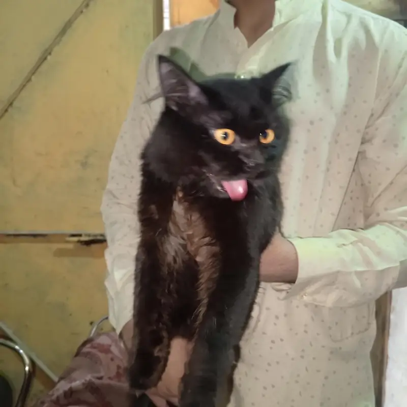 Black person triple coated Healthy cats ( Pair ) male and female — photo 2
