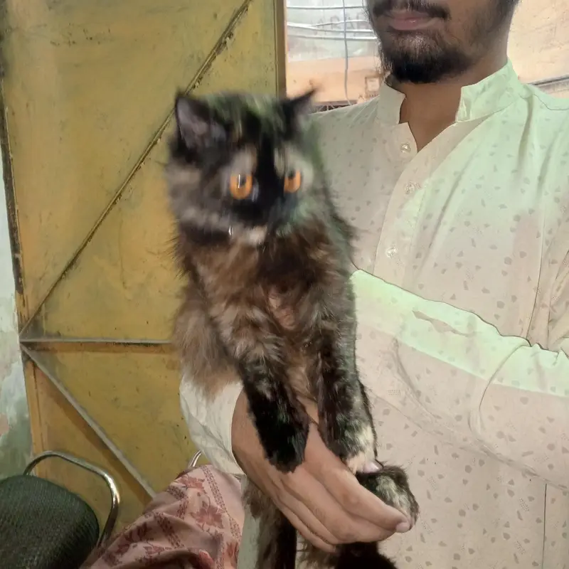 Black person triple coated Healthy cats ( Pair ) male and female — photo 3