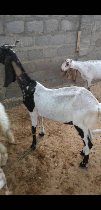 excellent breeding goats and goat kids for sale