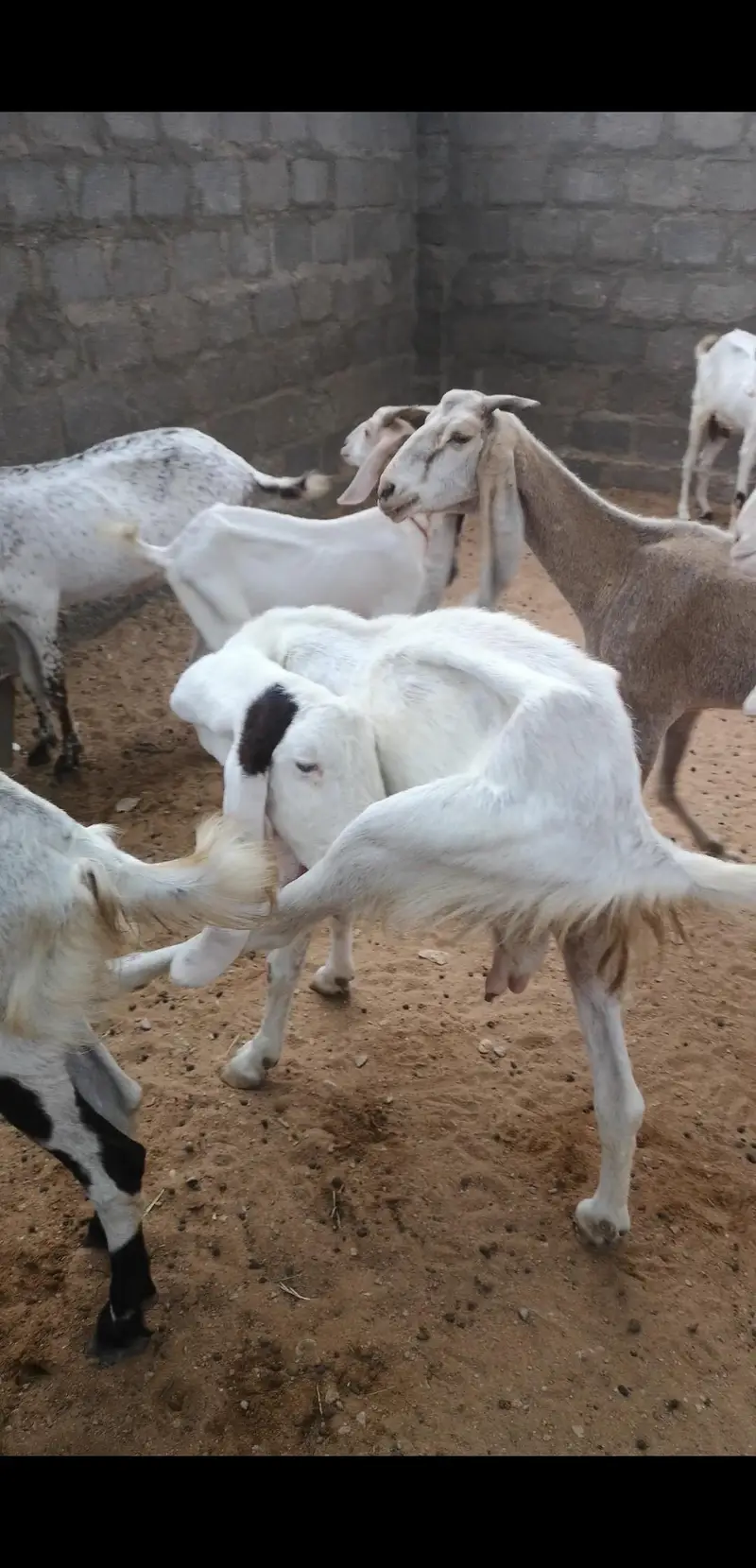 excellent breeding goats and goat kids for sale — photo 2
