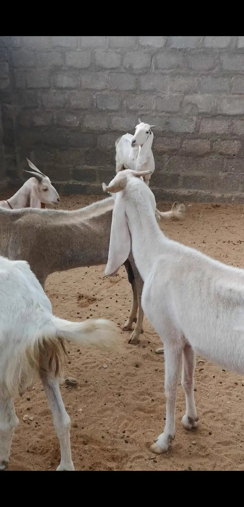 excellent breeding goats and goat kids for sale — photo 3